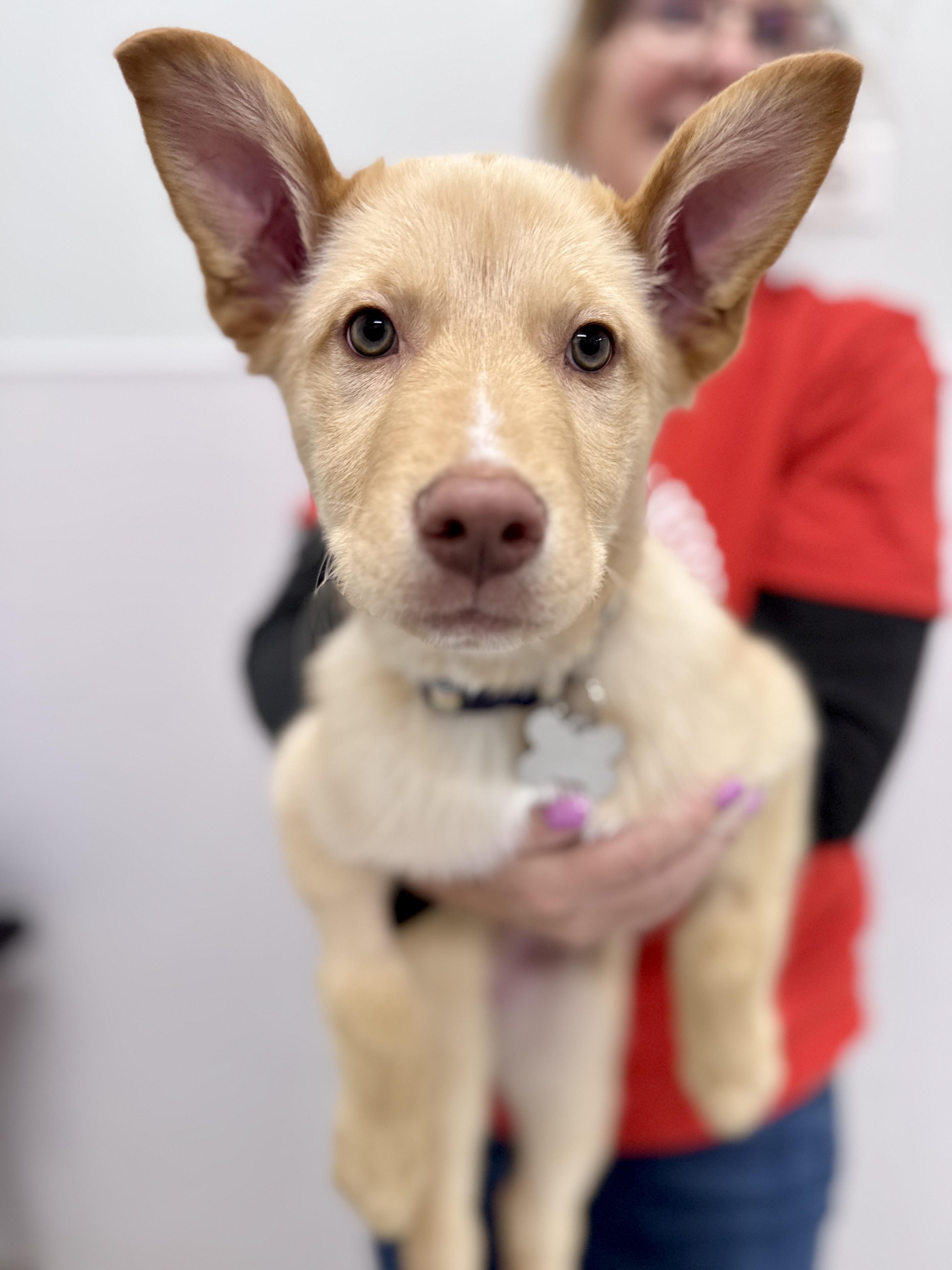 Enlarge Bryson, an adoptable mixed breed in Palatine, IL image 3/6