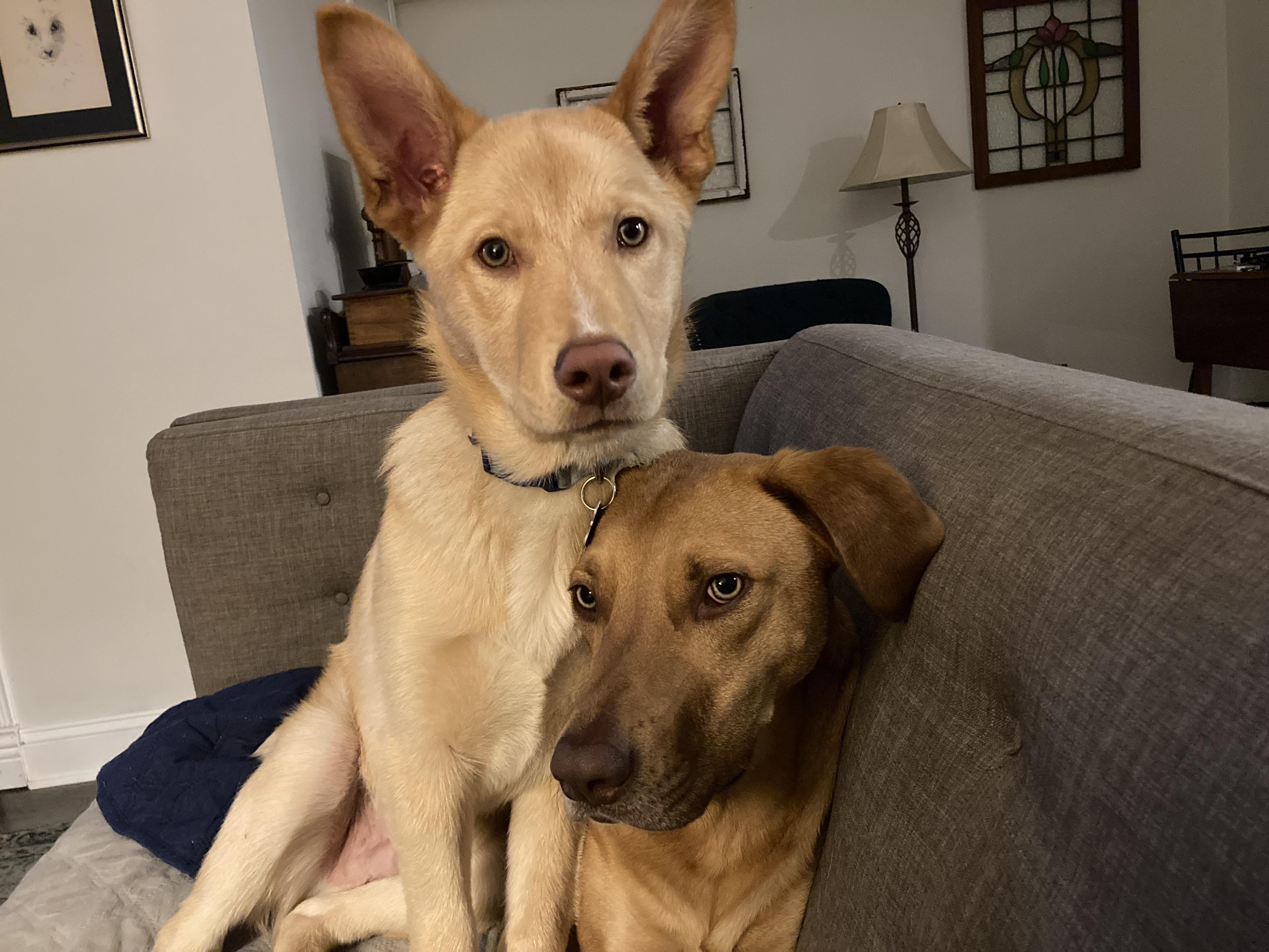 Enlarge Bryson, an adoptable mixed breed in Palatine, IL image 5/5