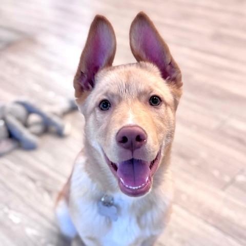 Bryson, adoptable, Puppy Male Husky & Mixed Breed.