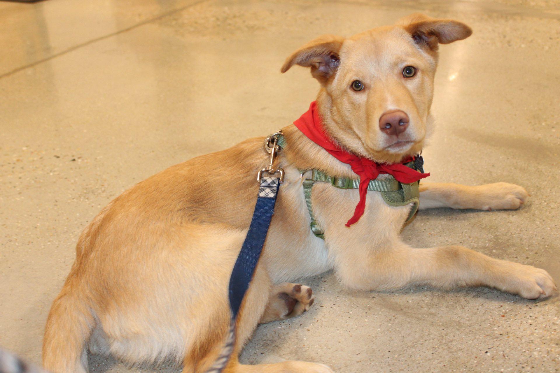 Enlarge Bryson, an adoptable mixed breed in Palatine, IL image 3/5