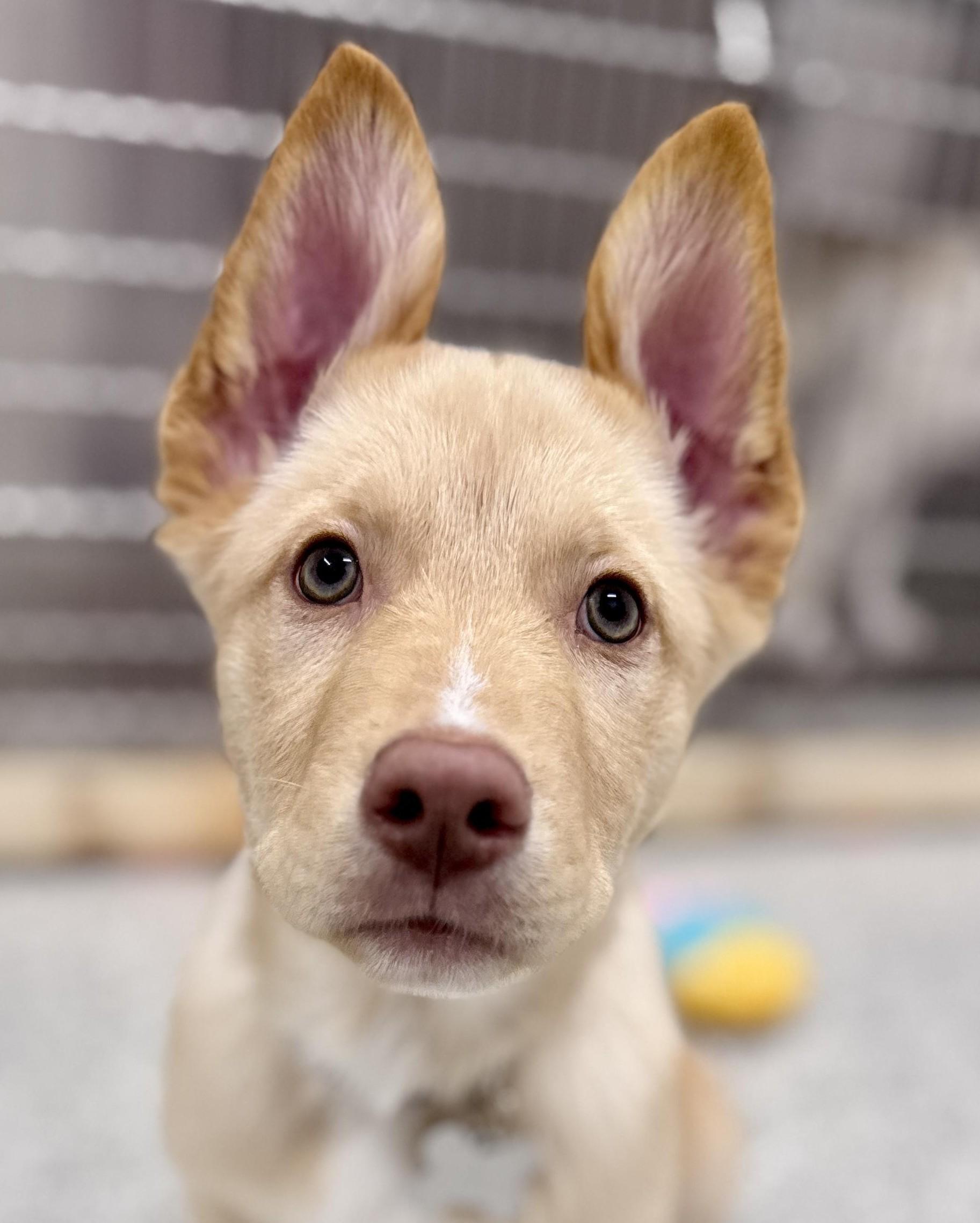 Bryson, adoptable, Puppy Male Husky & Mixed Breed.