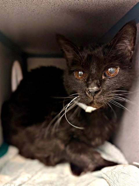 Enlarge BLACK MAGIC, a Adoptable Domestic Medium Hair in Agoura, CA image 1/1