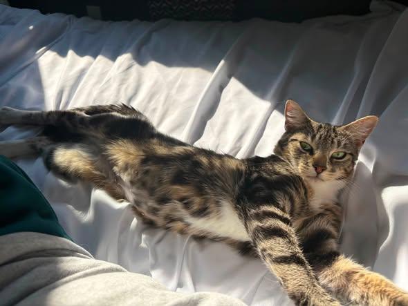 Maddie, ADOPTABLE, Adult Female Torbie.