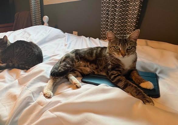 Enlarge Maddie, a ADOPTABLE Torbie in Ashton, ON image 2/3