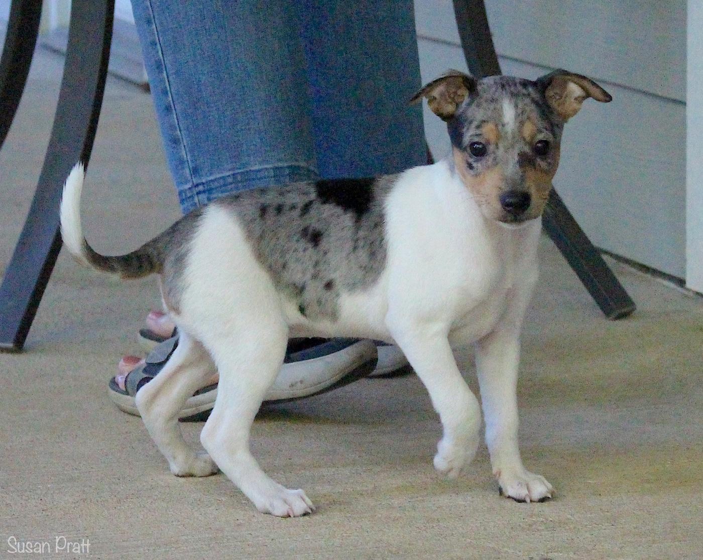 Arya, an adopted mixed breed in Bedford, VA image 2/6