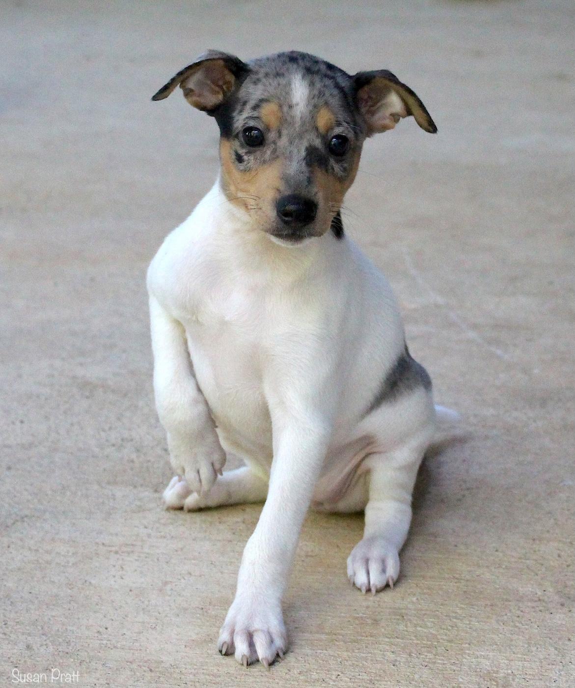 Arya, an adopted mixed breed in Bedford, VA image 6/6