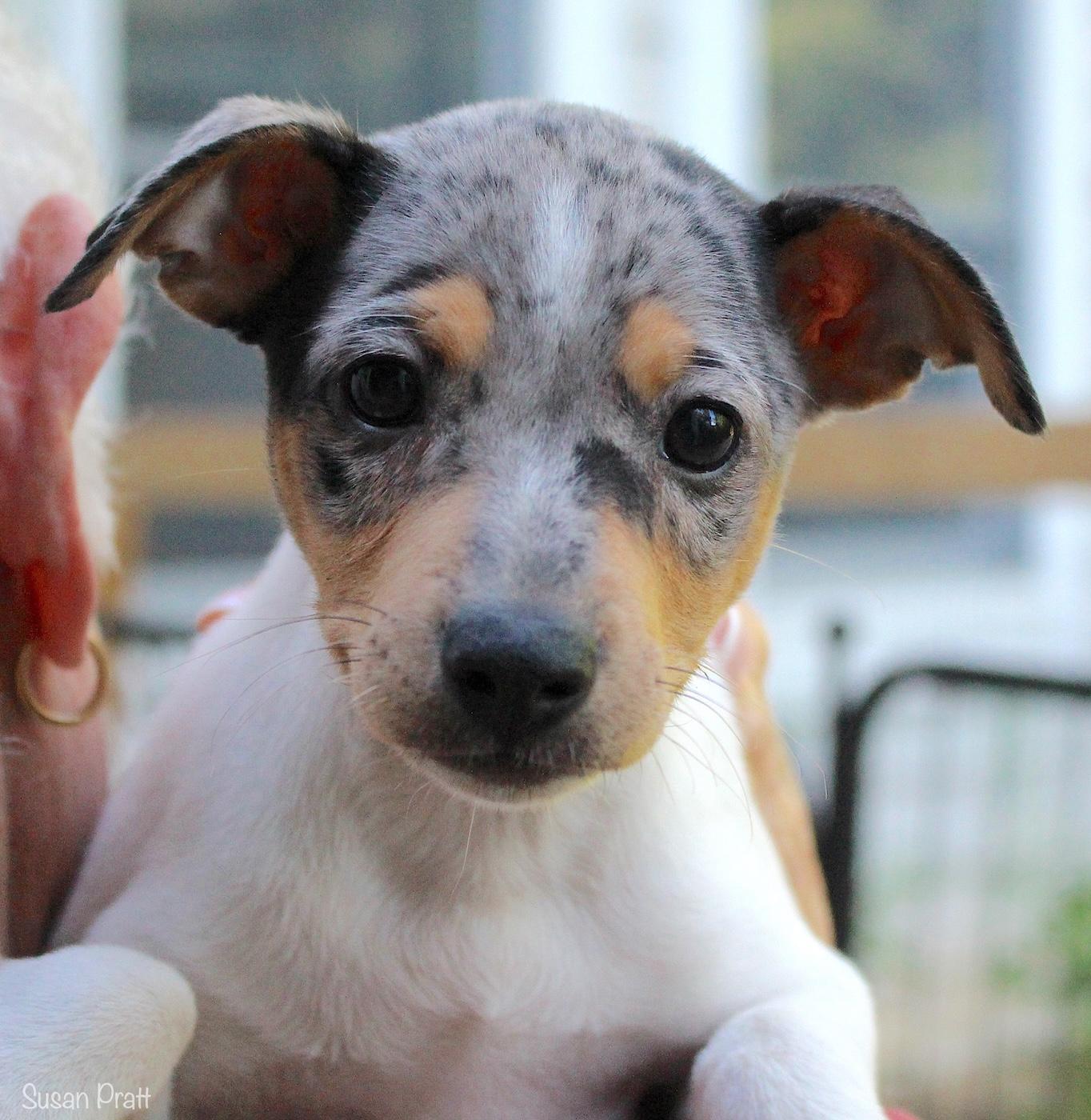 Arya, adopted, Puppy Female Foxhound & Australian Cattle Dog / Blue Heeler.