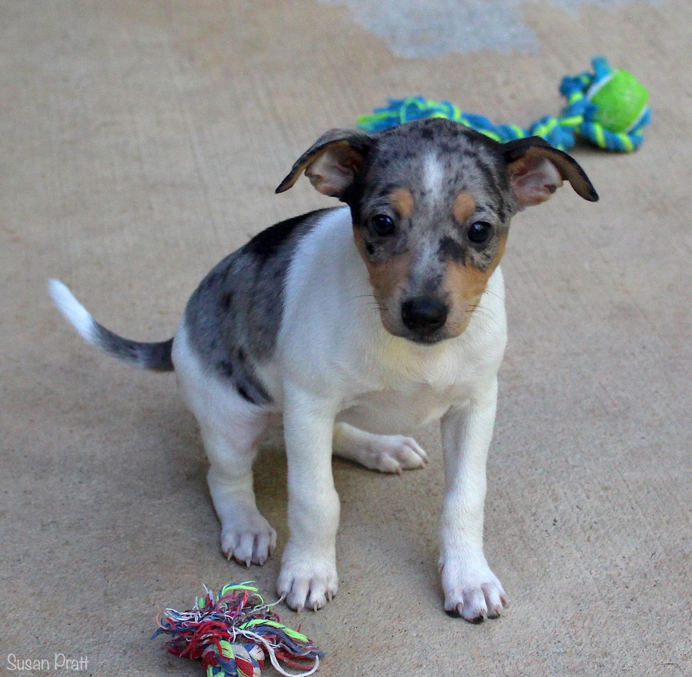 Arya, an adopted mixed breed in Bedford, VA image 5/6
