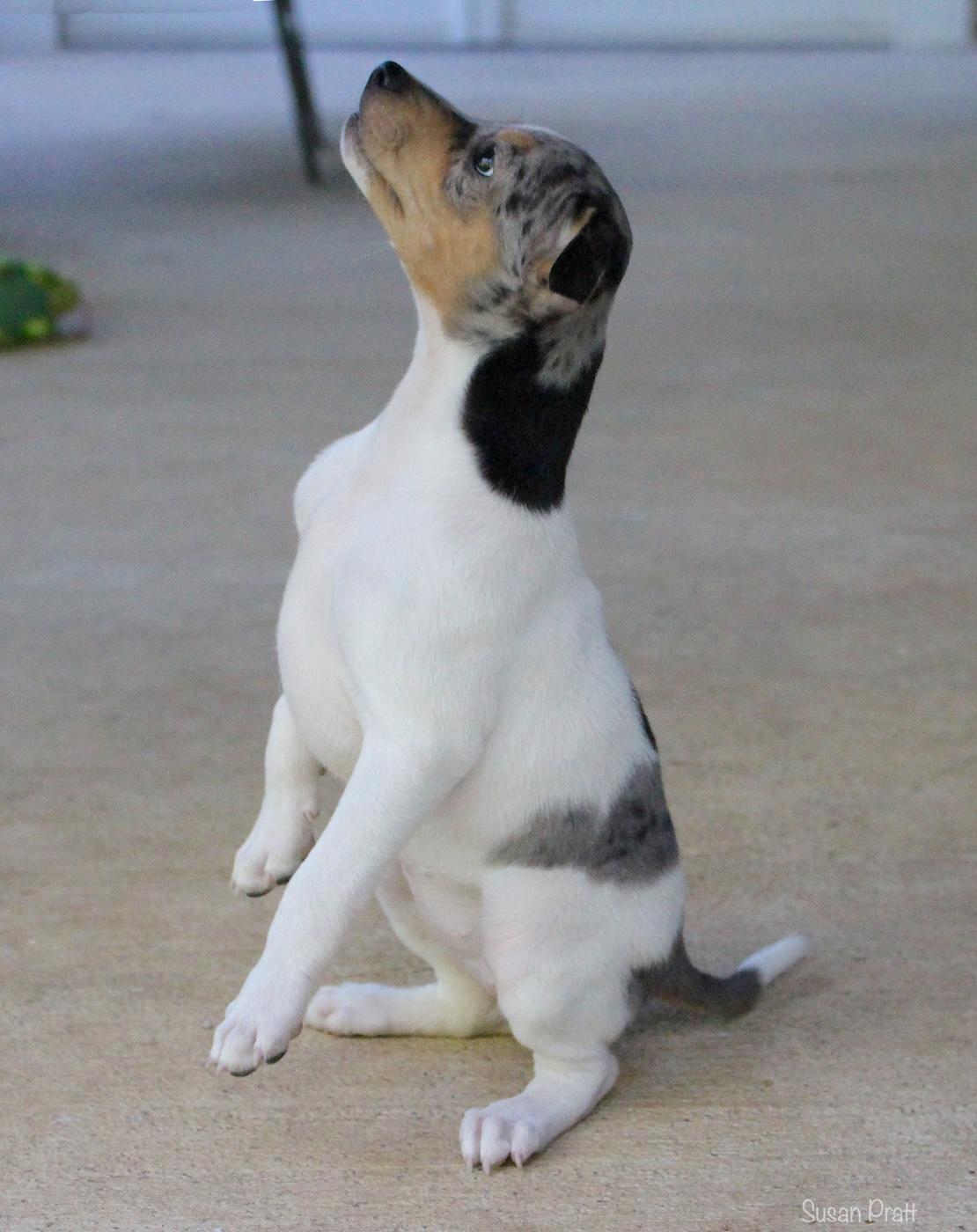 Arya, an adopted mixed breed in Bedford, VA image 3/6
