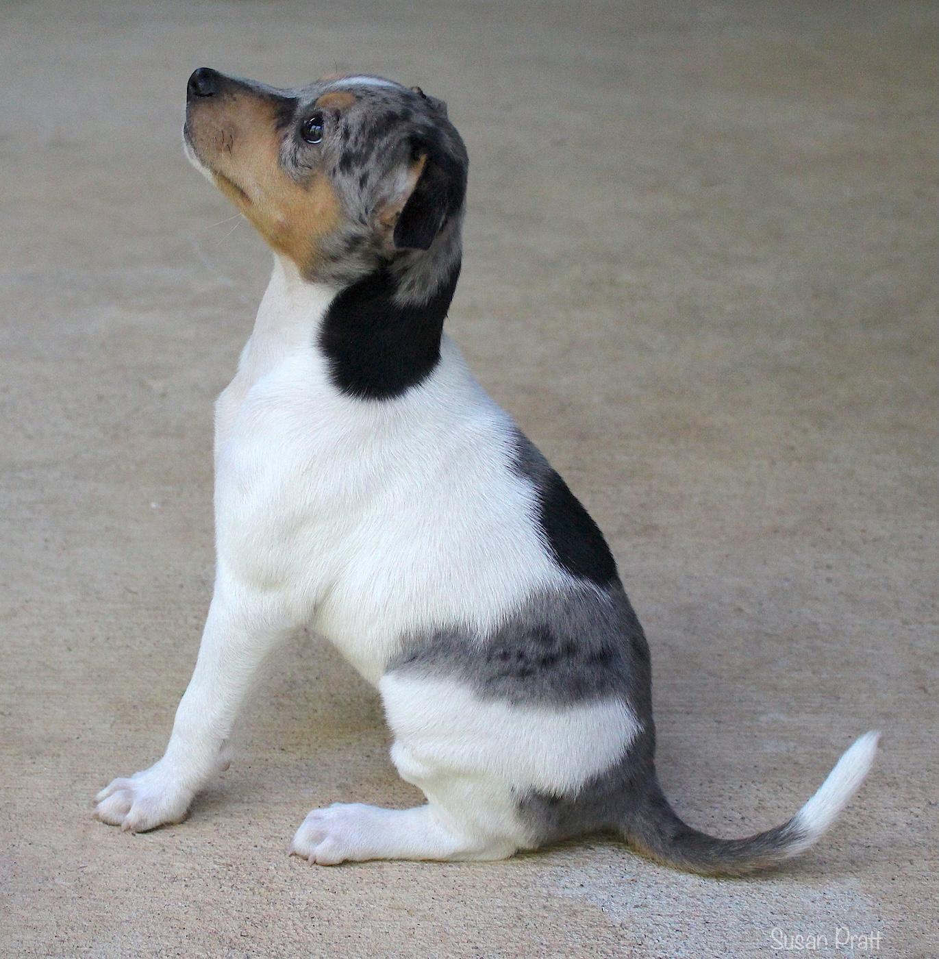 Arya, an adopted mixed breed in Bedford, VA image 4/6