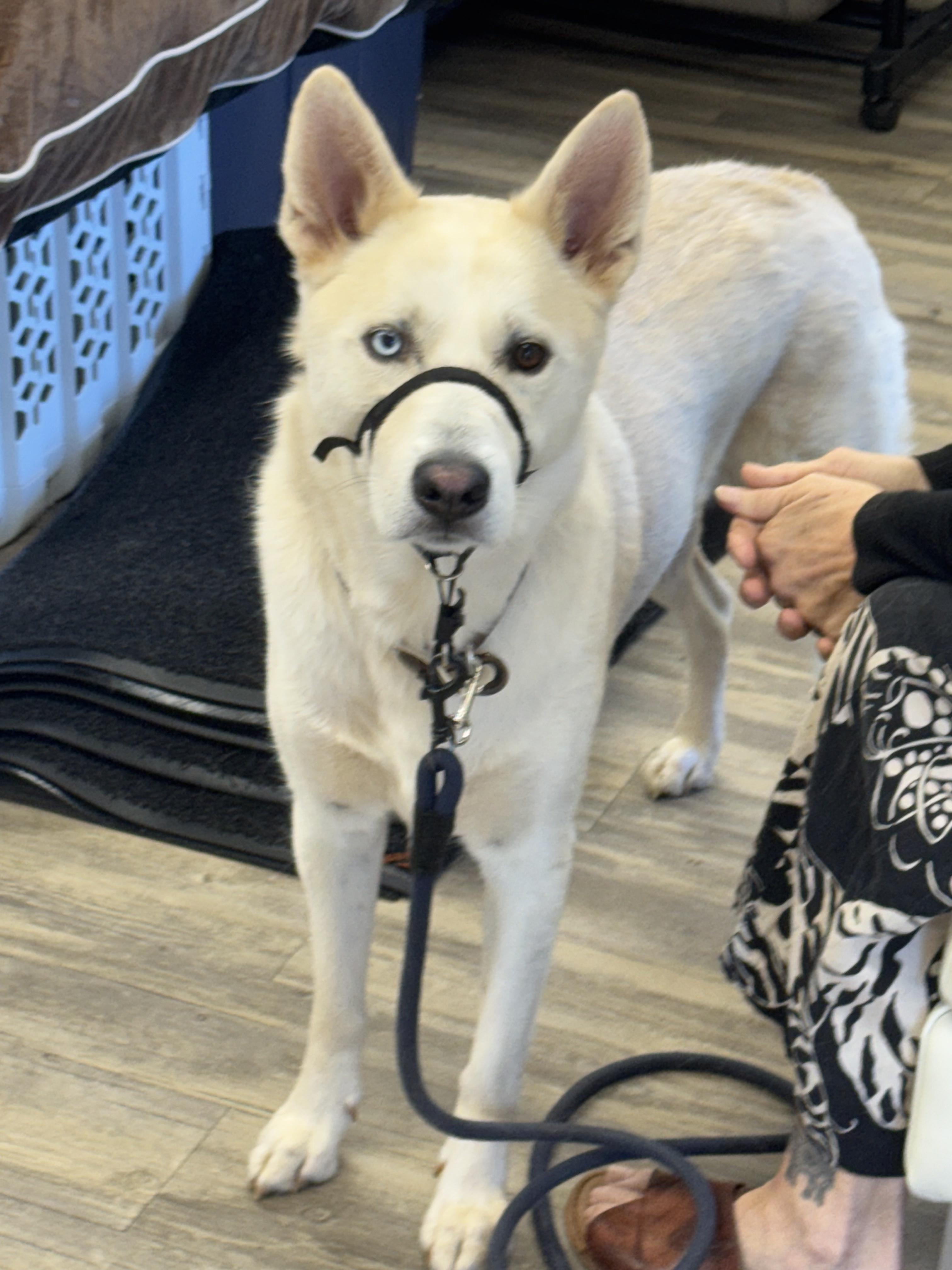 Enlarge Winter 0125, a Adoptable mixed breed in Sonora, CA image 3/6