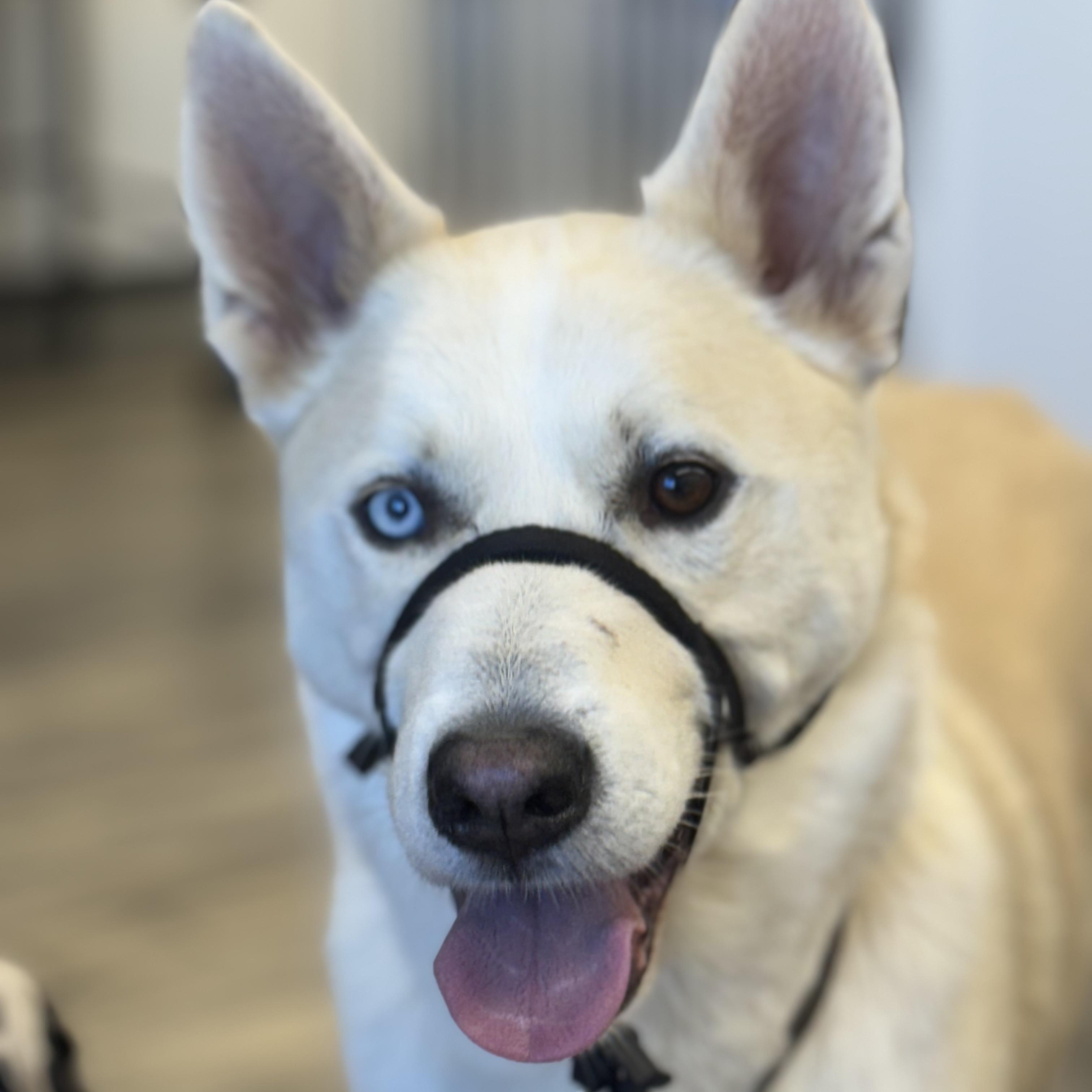 Enlarge Winter 0125, a Adoptable mixed breed in Sonora, CA image 1/6