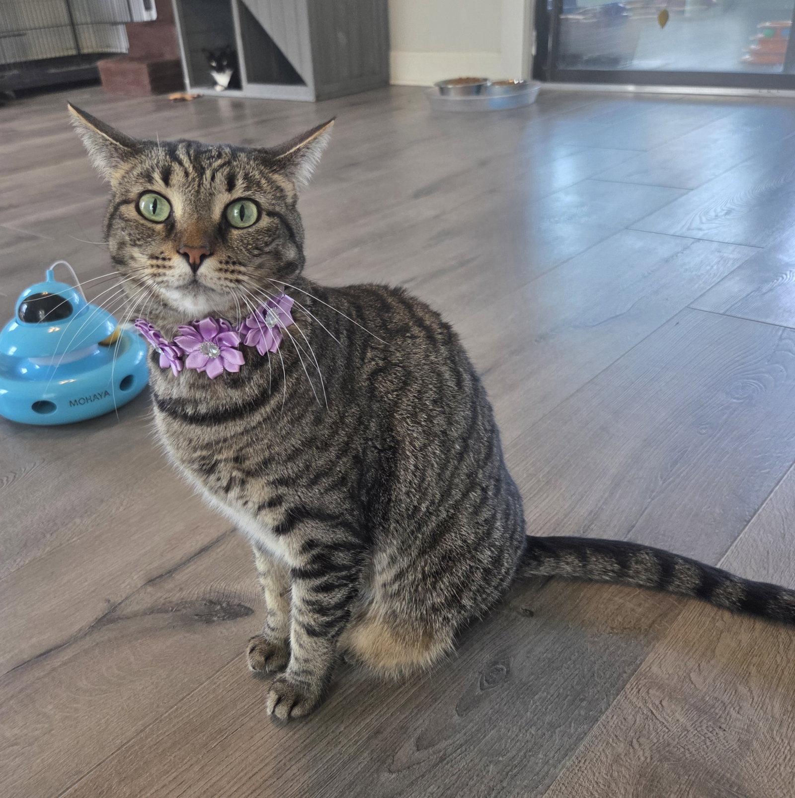 Gidgit, Adoptable, Adult Female Domestic Short Hair & Tabby.