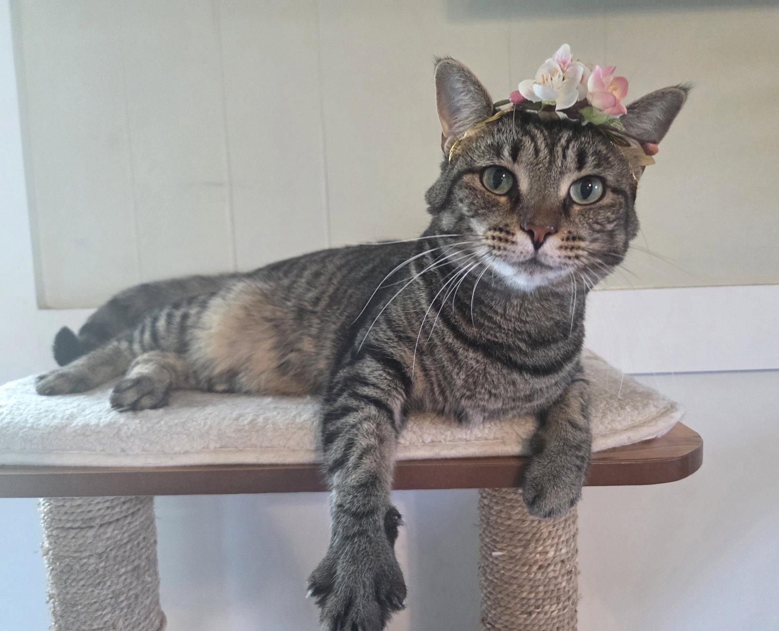 Enlarge Gidgit, a Adoptable mixed breed in Magnolia Springs, AL image 3/3