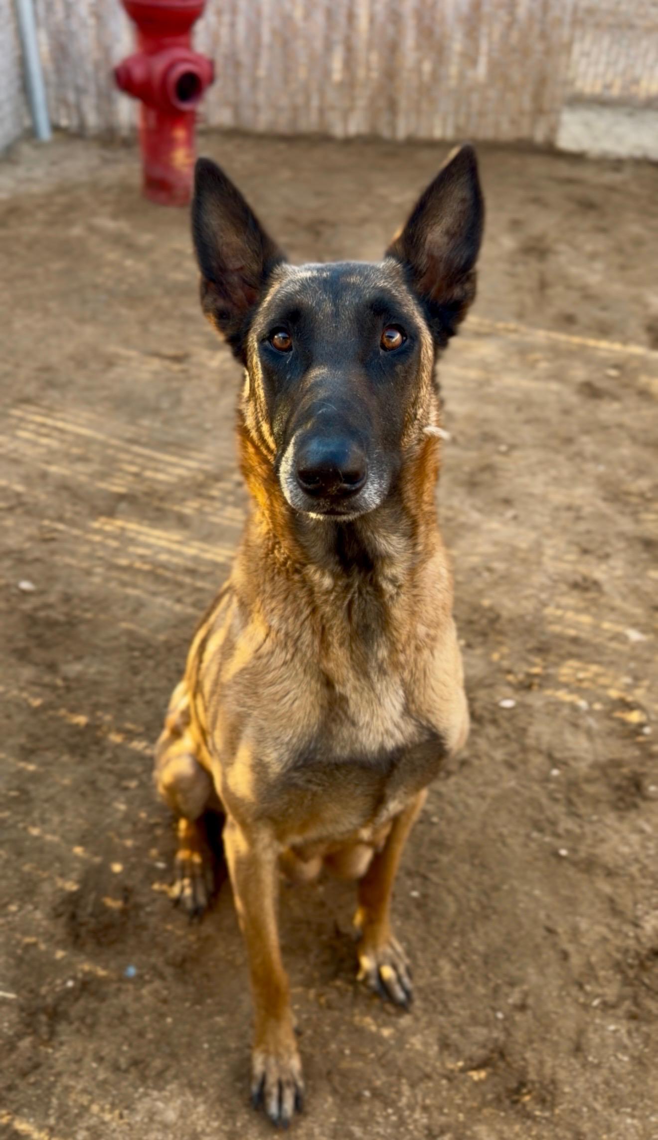 Liana, a Adoptable Belgian Shepherd / Malinois in Palm desert, CA image 1/4