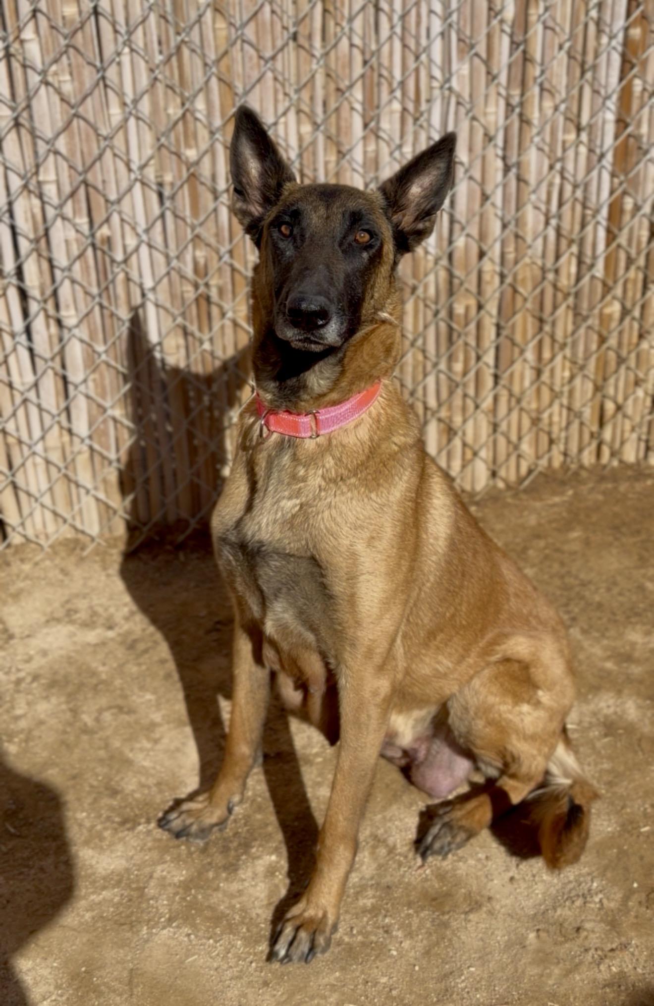 Liana, a Adoptable Belgian Shepherd / Malinois in Palm desert, CA image 2/4
