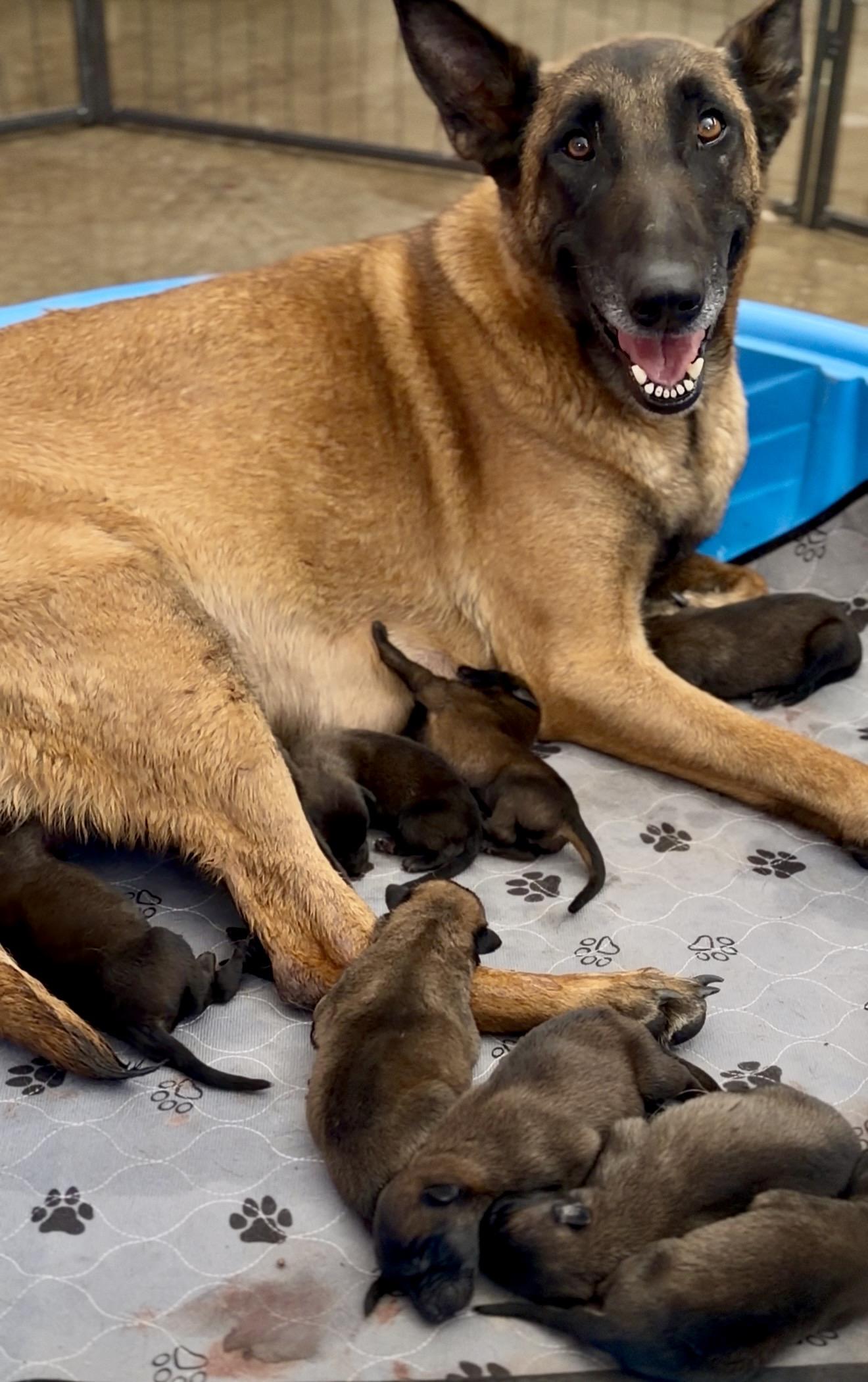 Liana, a Adoptable Belgian Shepherd / Malinois in Palm desert, CA image 3/4