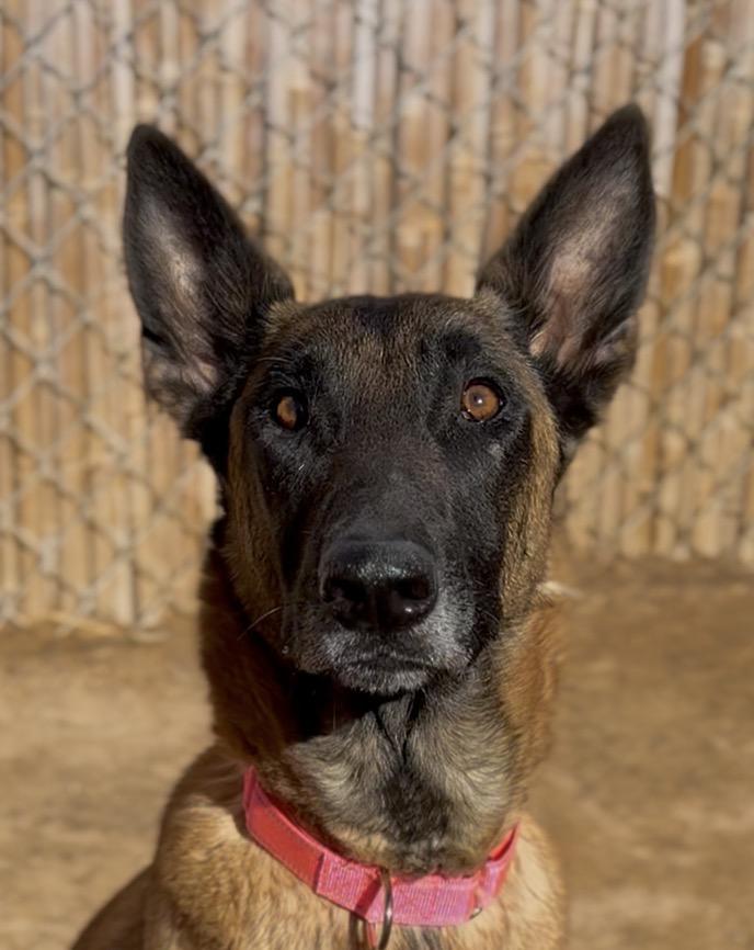 Liana, a Adoptable Belgian Shepherd / Malinois in Palm desert, CA image 4/4