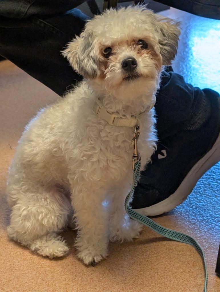 Ace, now known as Nick, Adopted, Adult Male Poodle & Maltese.