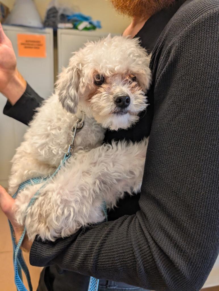 Enlarge Ace, now known as Nick, a Adopted mixed breed in Crossville, TN image 2/5