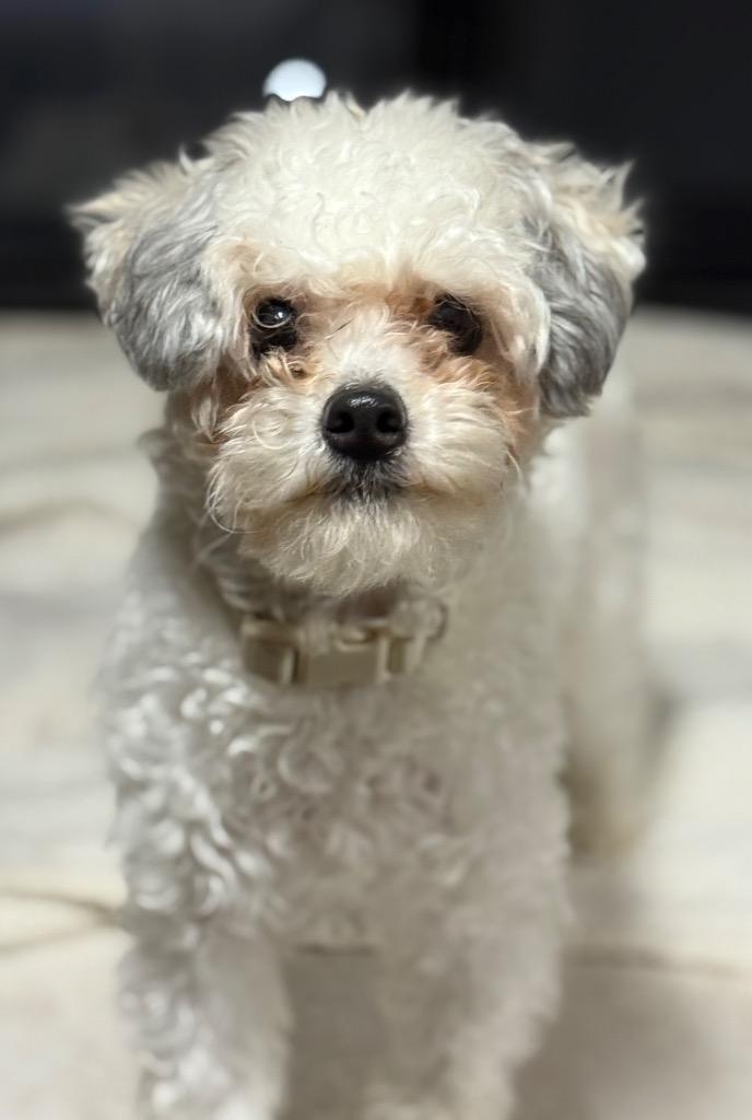 Enlarge Ace, now known as Nick, a Adopted mixed breed in Crossville, TN image 3/5