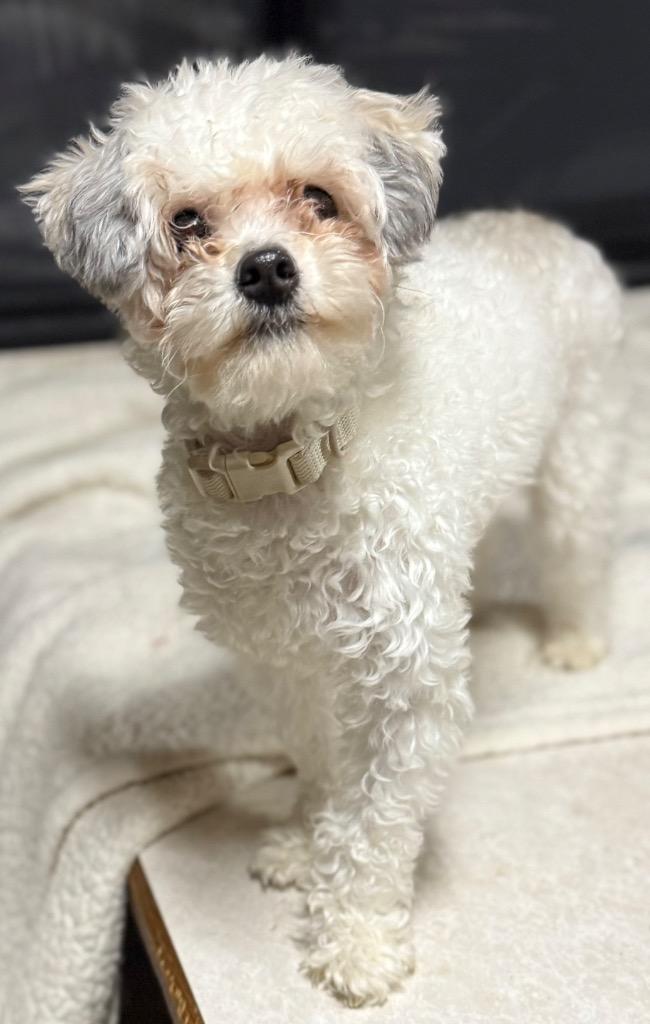 Enlarge Ace, now known as Nick, a Adopted mixed breed in Crossville, TN image 4/5