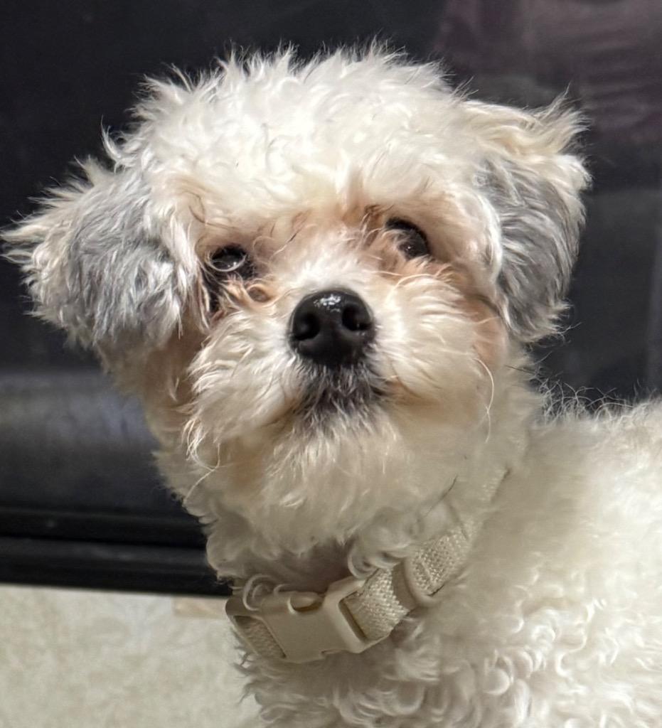 Enlarge Ace, now known as Nick, a Adopted mixed breed in Crossville, TN image 5/5