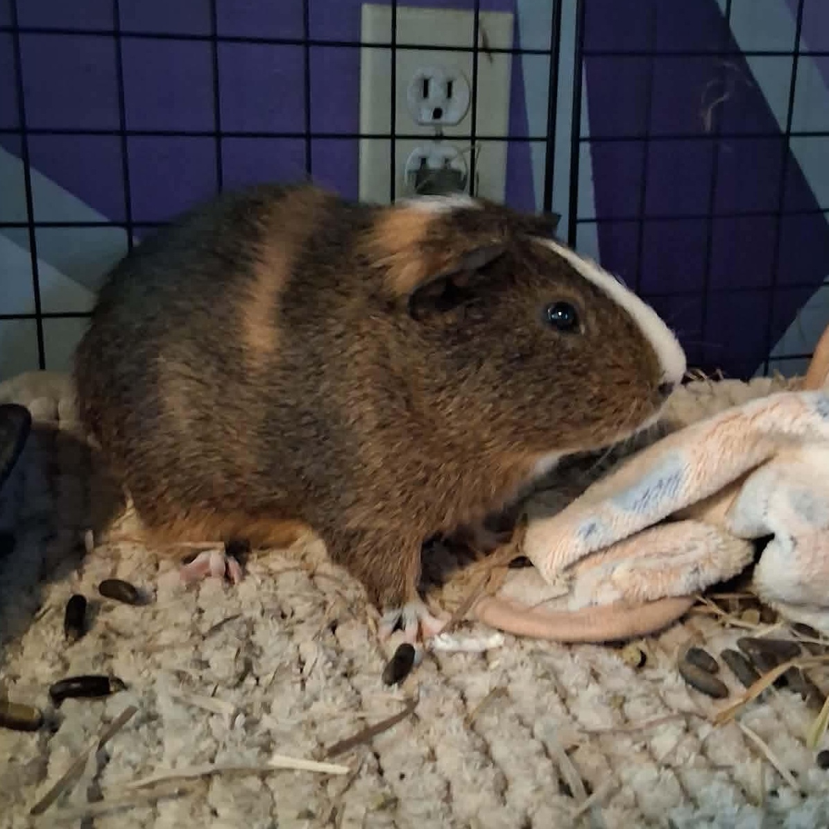 Ford, a Adoptable Guinea Pig in Rochester, NY image 4/5