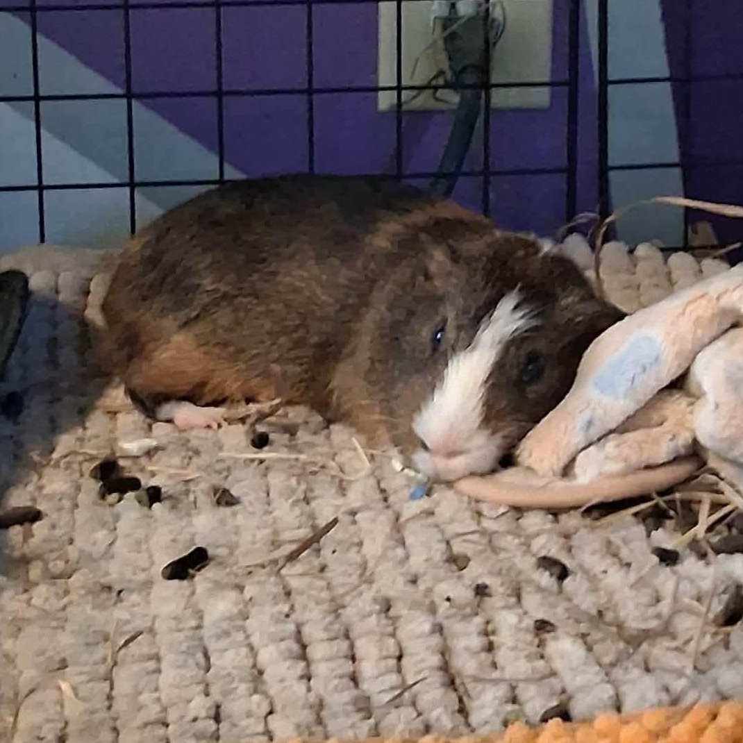 Ford, a Adoptable Guinea Pig in Rochester, NY image 3/5