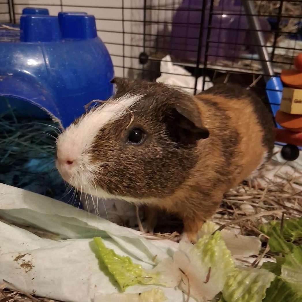 Ford, Adoptable, Young Male Guinea Pig.