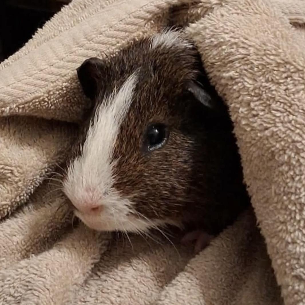 Ford, a Adoptable Guinea Pig in Rochester, NY image 2/5