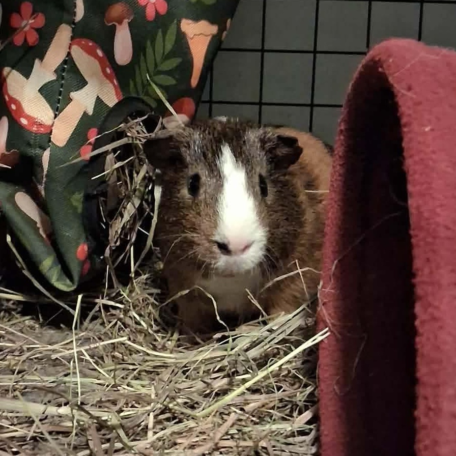 Enlarge Ford, a Adoptable Guinea Pig in Rochester, NY image 3/6
