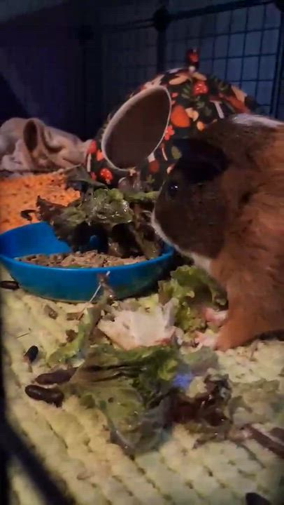 Enlarge Ford, a Adoptable Guinea Pig in Rochester, NY video 5/5