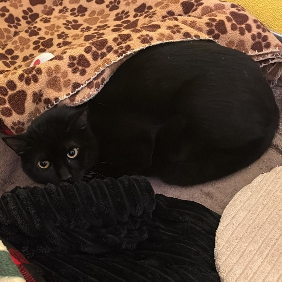 Enlarge Licorice , a ADOPTABLE Domestic Short Hair in Richboro, PA image 2/2