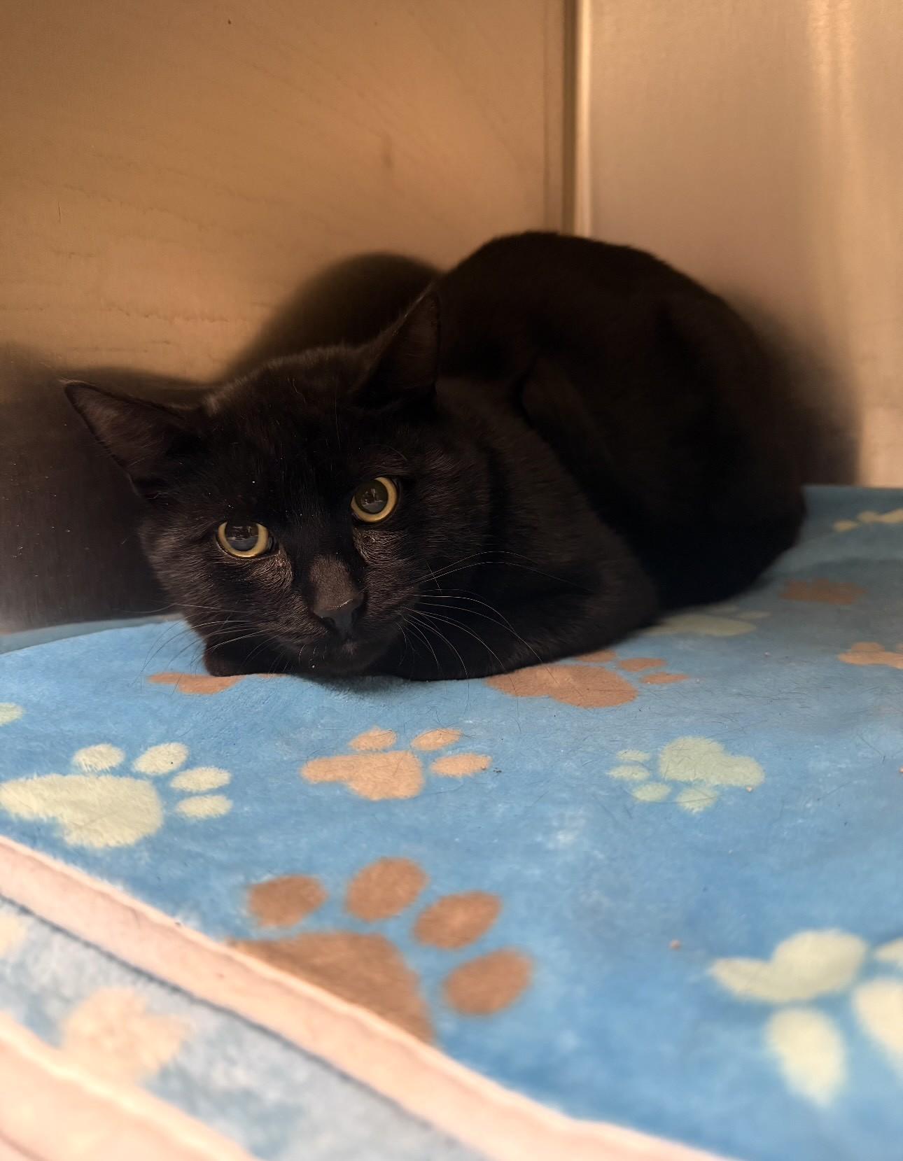 Licorice , ADOPTABLE, Young Male Domestic Short Hair.