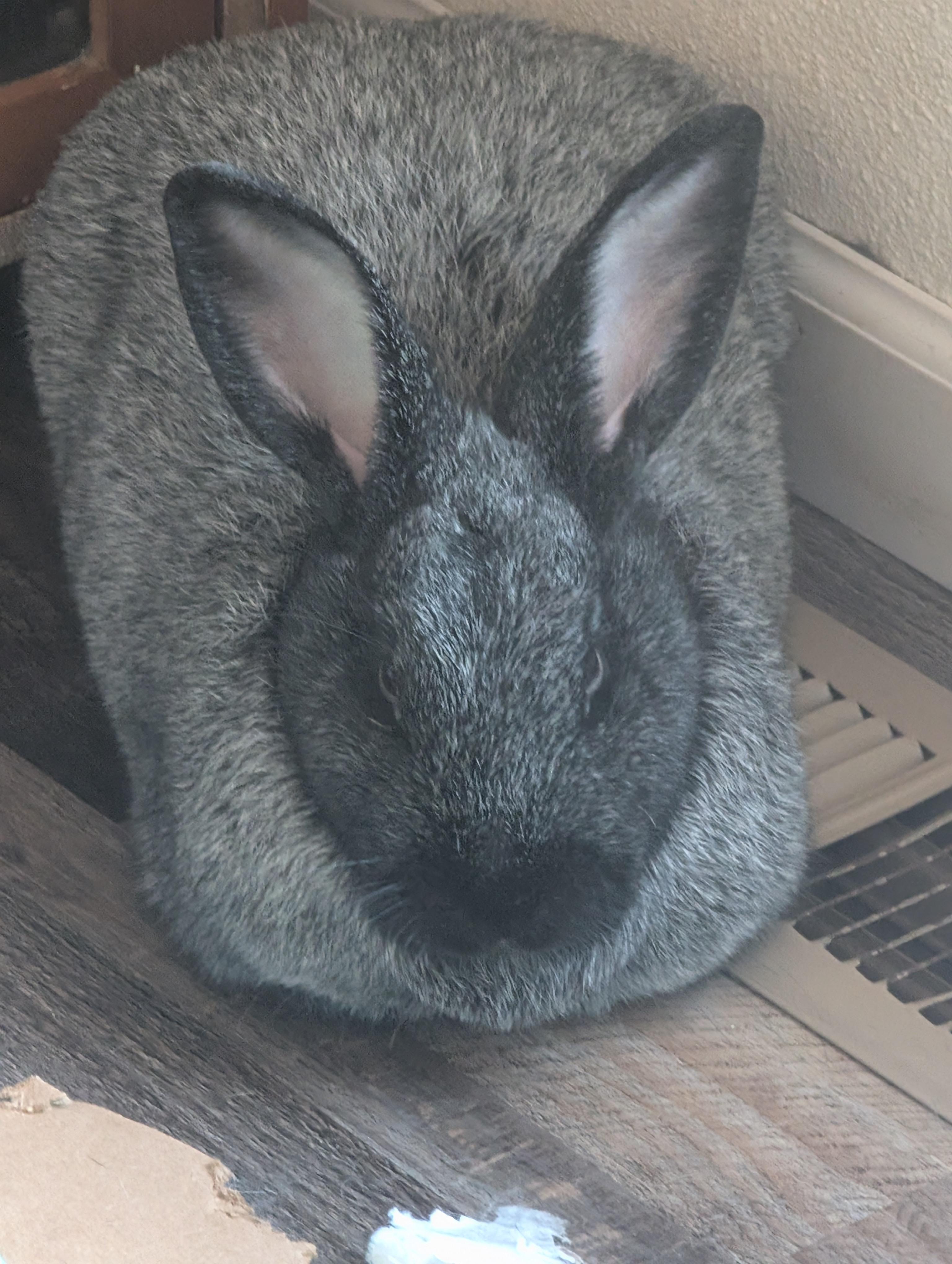 Enlarge Chad & Tie, a Adoptable Silver Fox in Gig Harbor, WA image 1/2