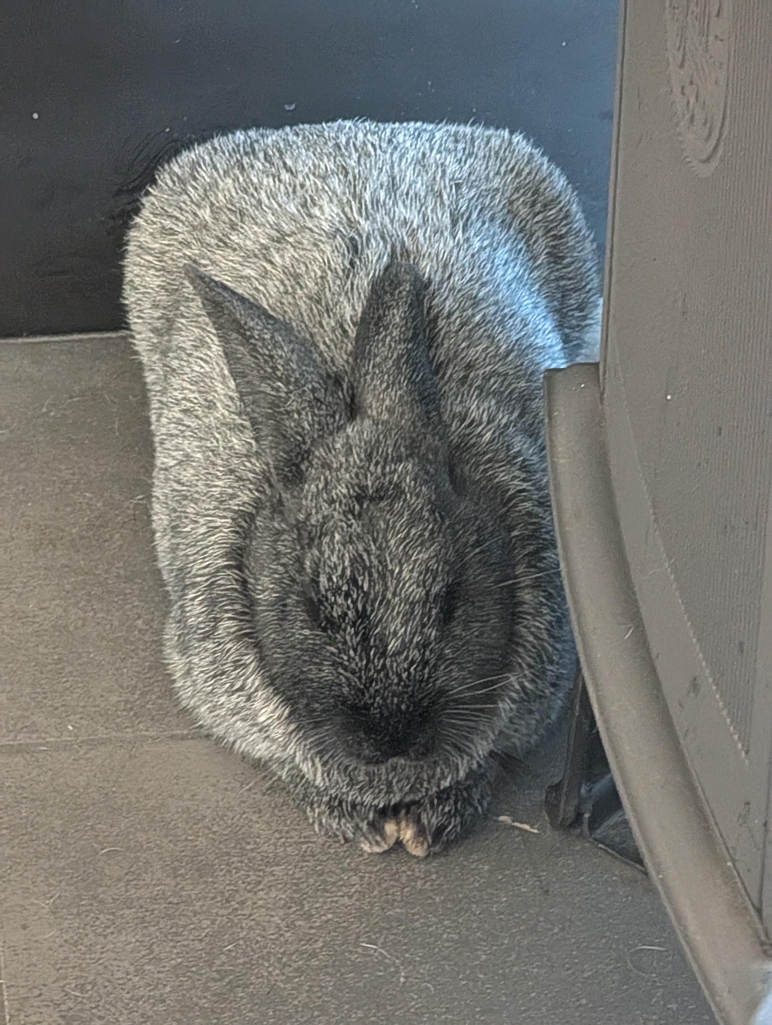 Enlarge Chad & Tie, a Adoptable Silver Fox in Gig Harbor, WA image 2/2
