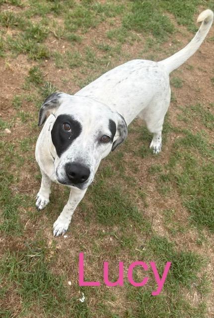 Enlarge Lucy, a Adoptable mixed breed in Zimmerman, MN image 2/2