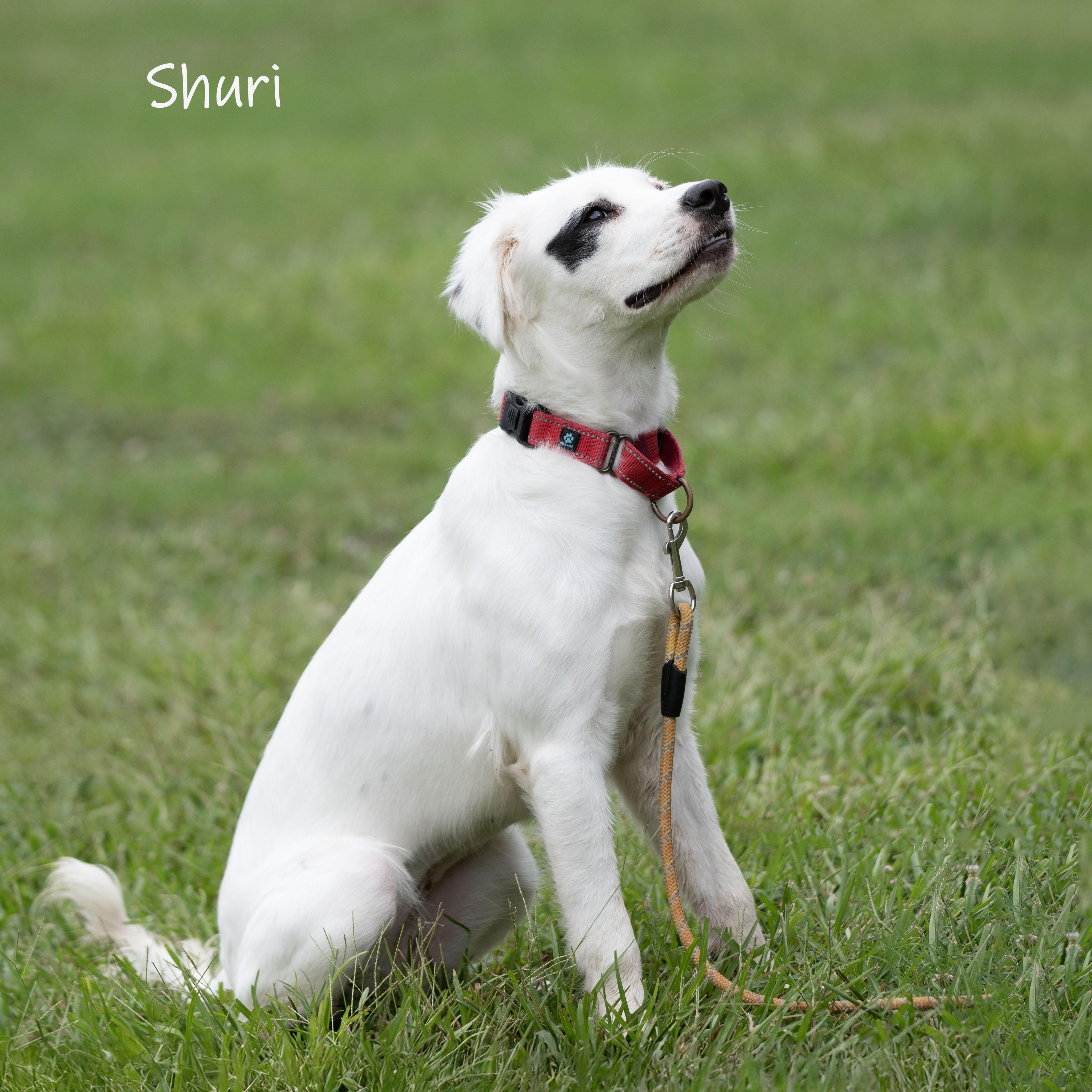 Shuri, an adopted mixed breed in Bishop, GA image 1/6