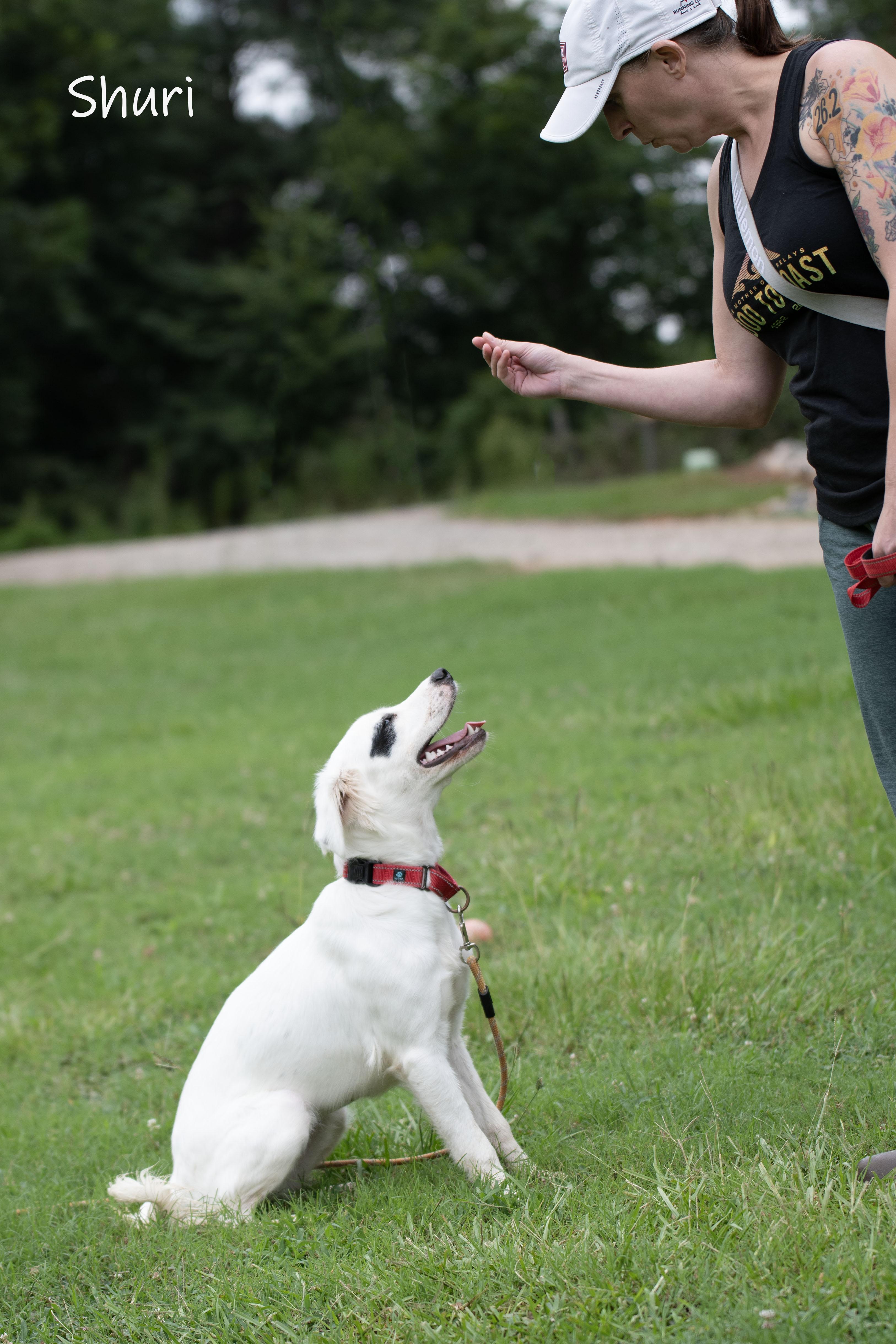 Shuri, an adopted mixed breed in Bishop, GA image 5/6