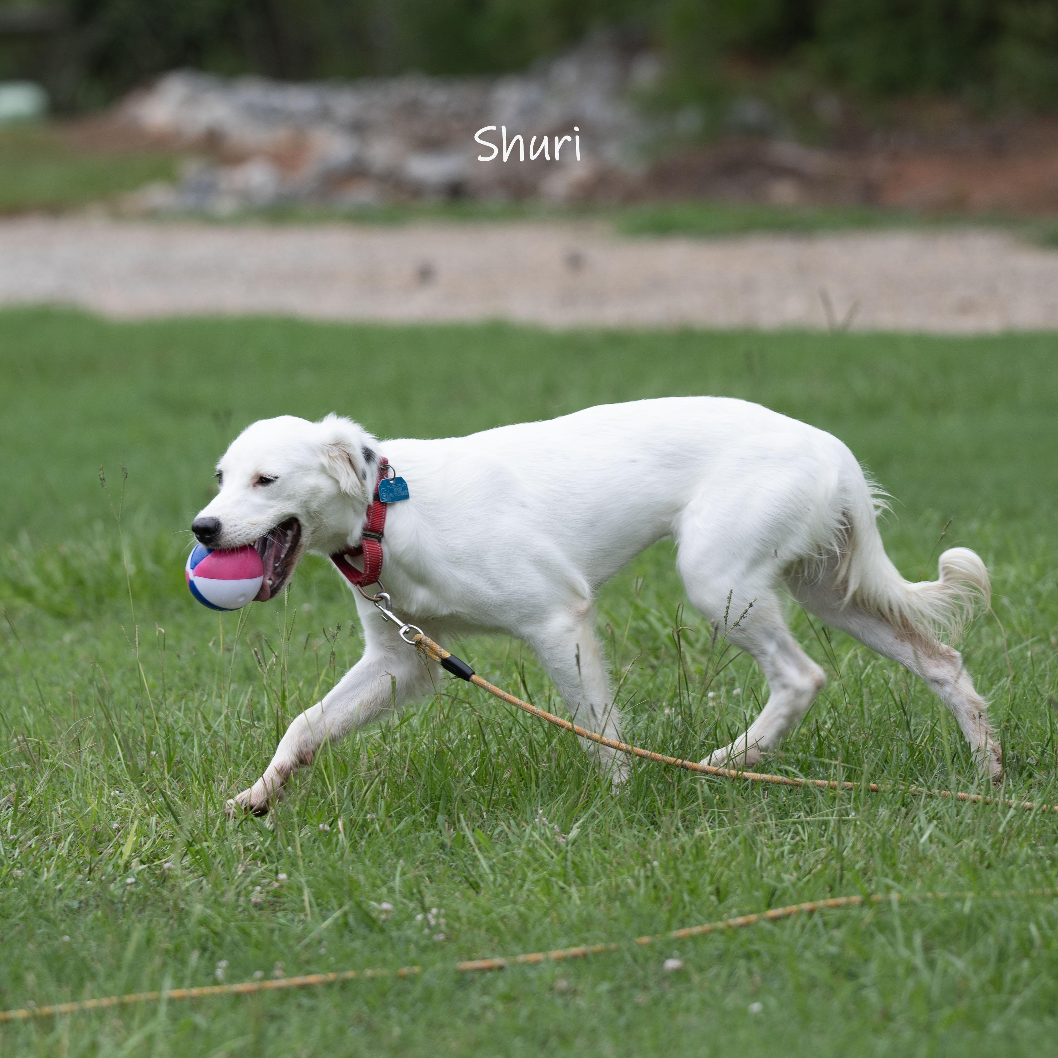 Shuri, an adopted mixed breed in Bishop, GA image 2/6