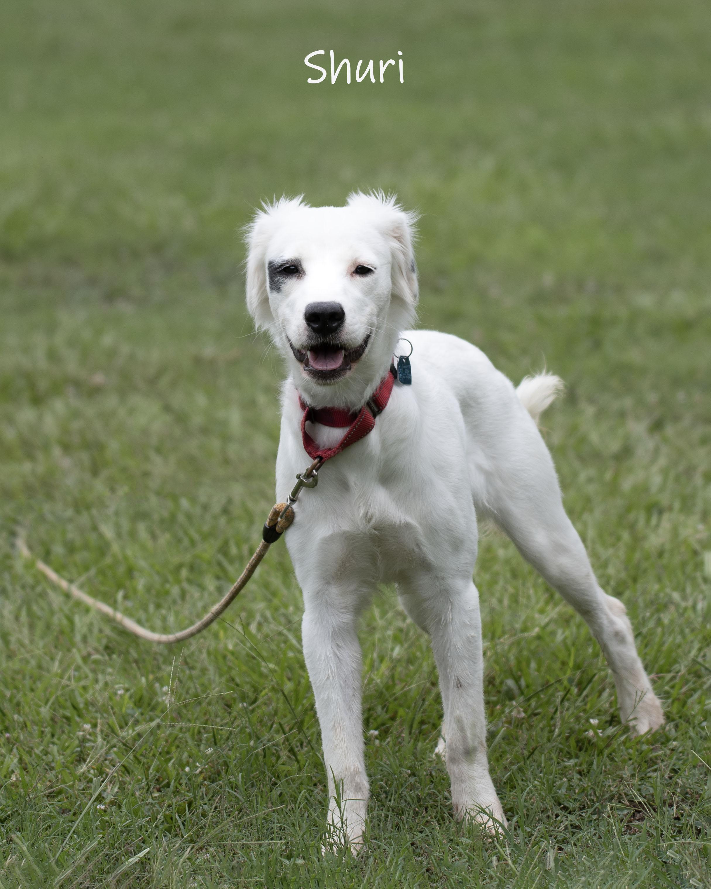 Shuri, an adopted mixed breed in Bishop, GA image 4/6