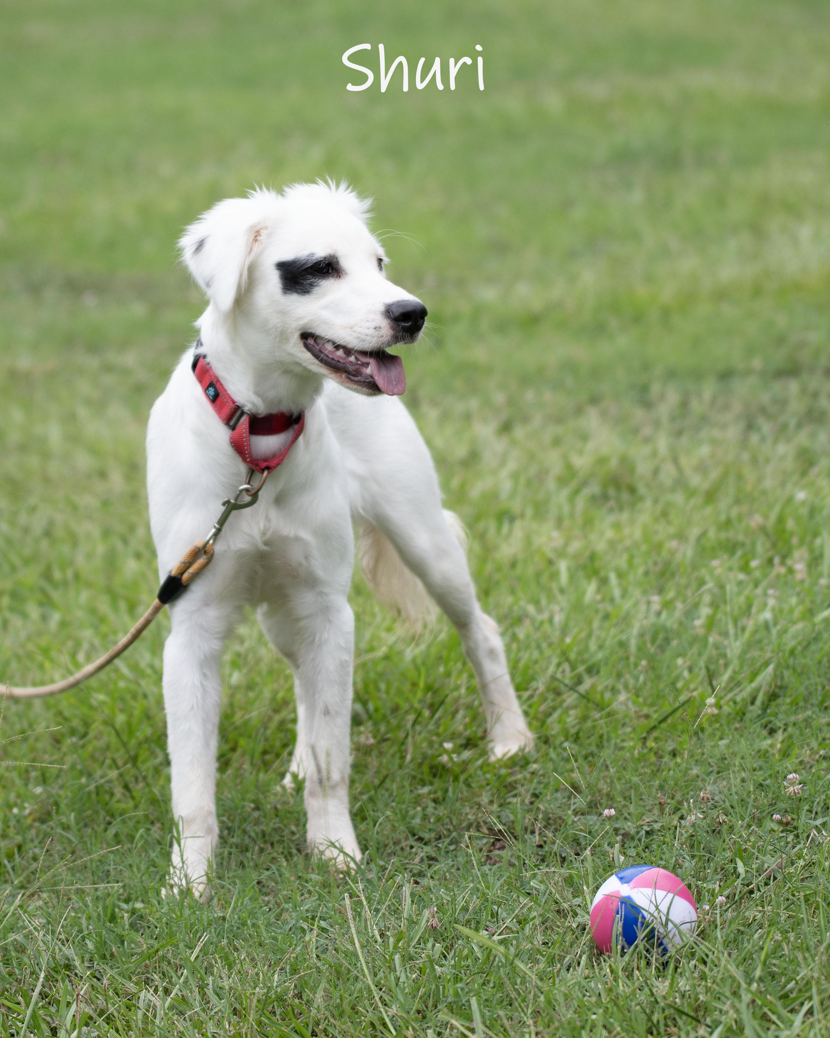 Shuri, an adopted mixed breed in Bishop, GA image 6/6