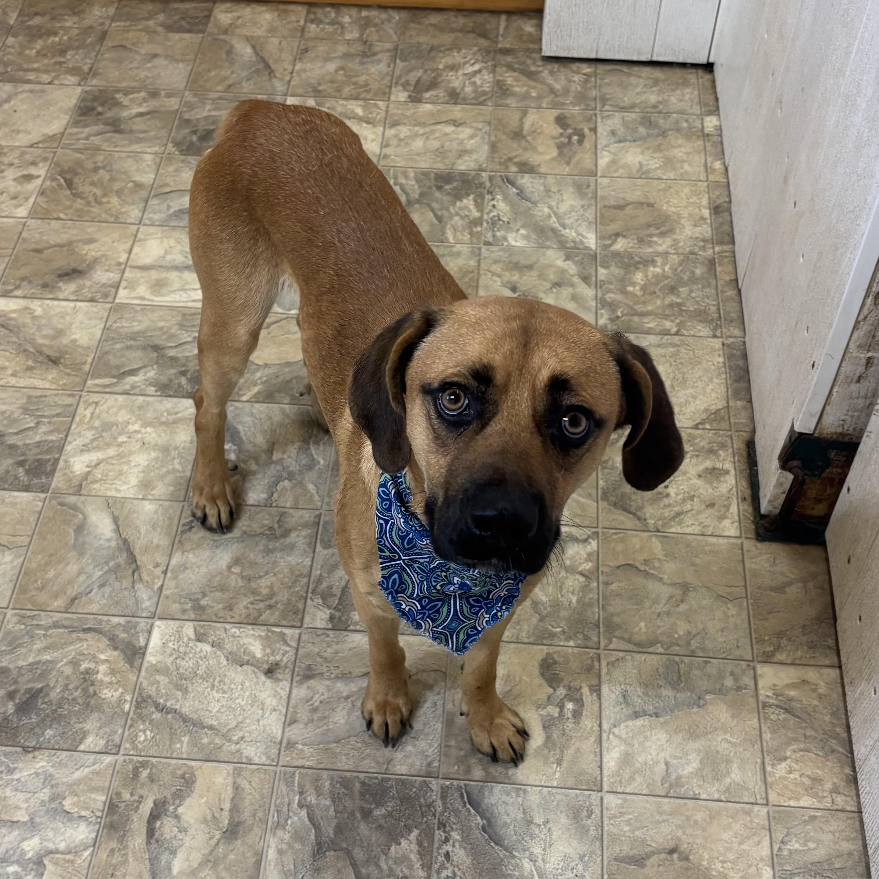 Enlarge Dan, a Adoptable mixed breed in Pilot Point, TX image 1/3