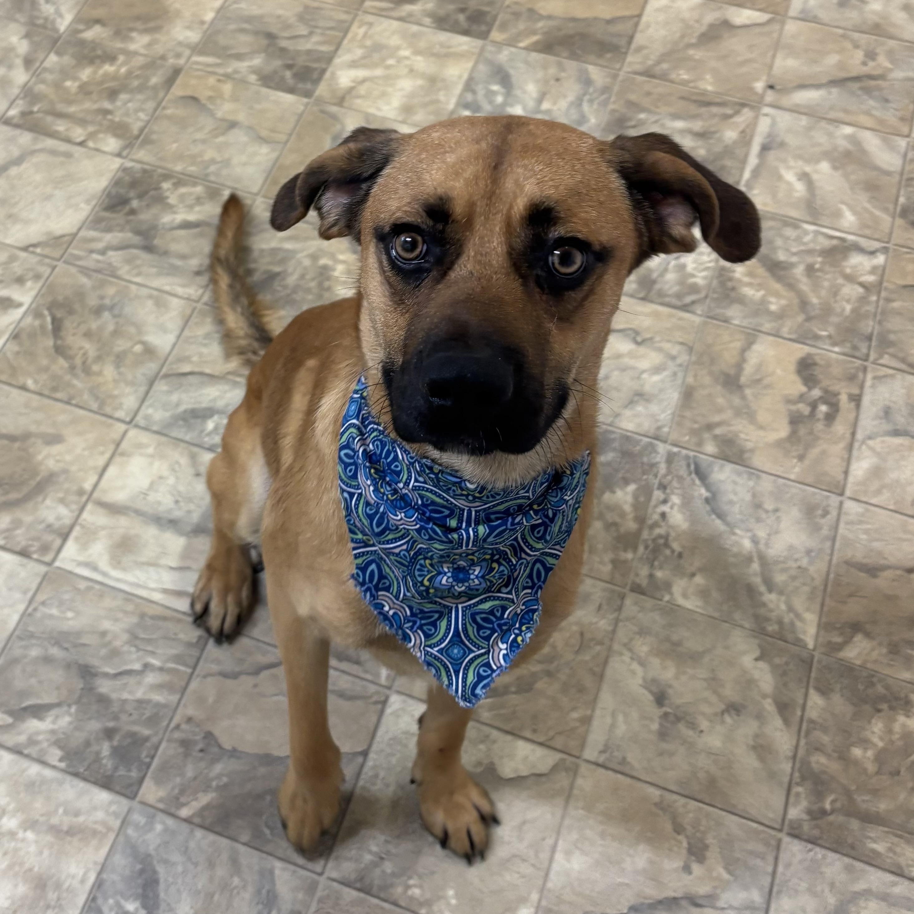 Enlarge Dan, a Adoptable mixed breed in Pilot Point, TX image 2/3