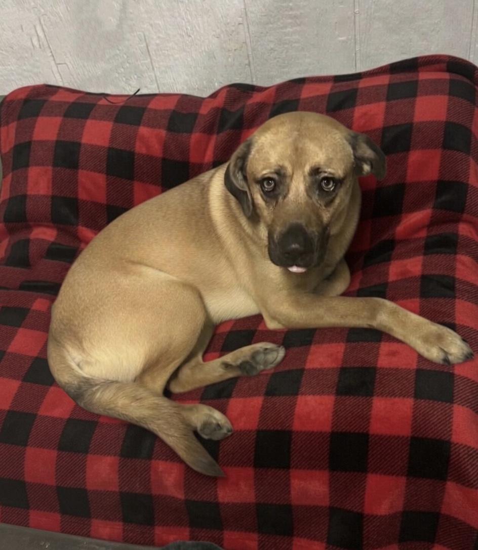 Dan, Adoptable, Adult Male Shepherd.