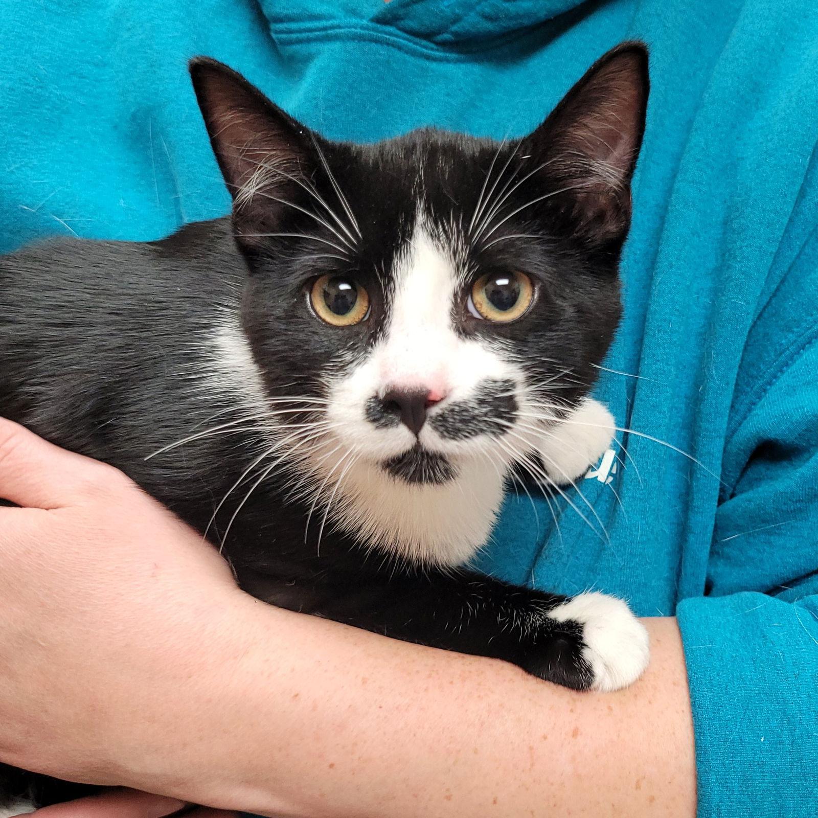 Enlarge Bandit, a Adoptable Domestic Short Hair in Akron, OH image 1/3