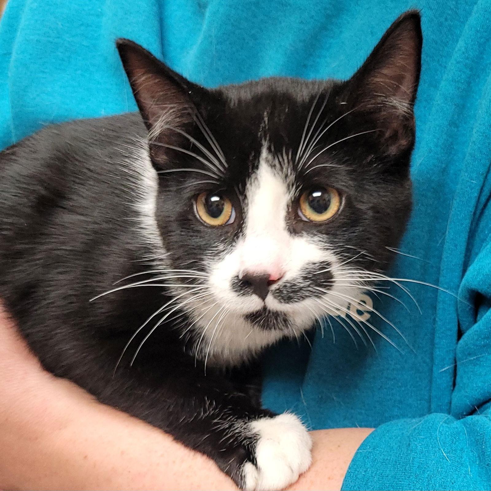 Enlarge Bandit, a Adoptable Domestic Short Hair in Akron, OH image 2/3