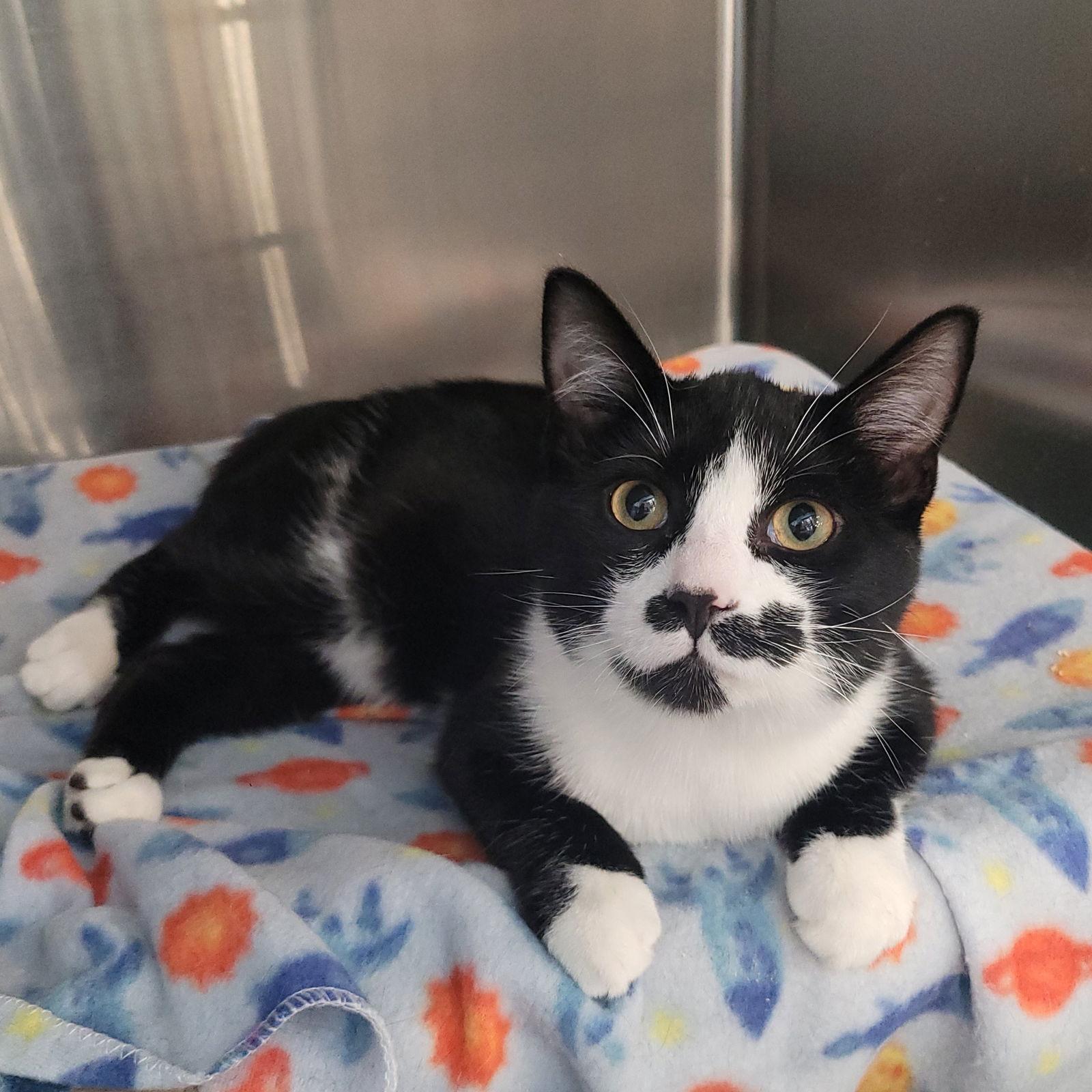 Enlarge Bandit, a Adoptable Domestic Short Hair in Akron, OH image 3/3