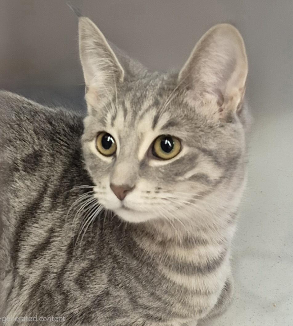 Charlotte, ADOPTABLE, Young Female Domestic Short Hair.